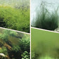 Half price for a limited time 🎉 Algae & Moss Remover for Fish Tanks & Ponds - Safe Water Purification